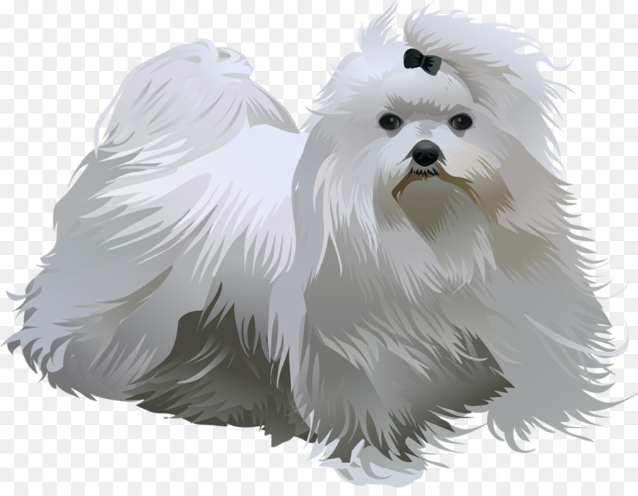 Perro Maltés，Havanese Perro PNG