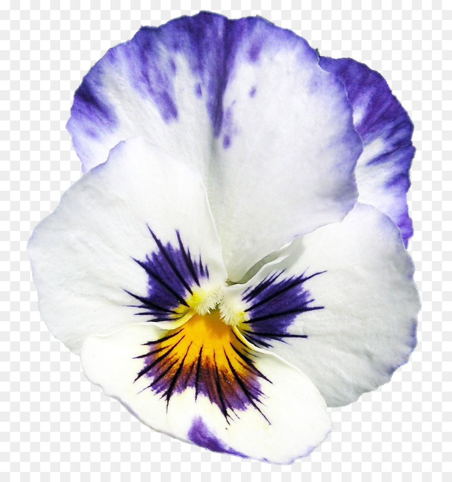 Pansy，Flor PNG