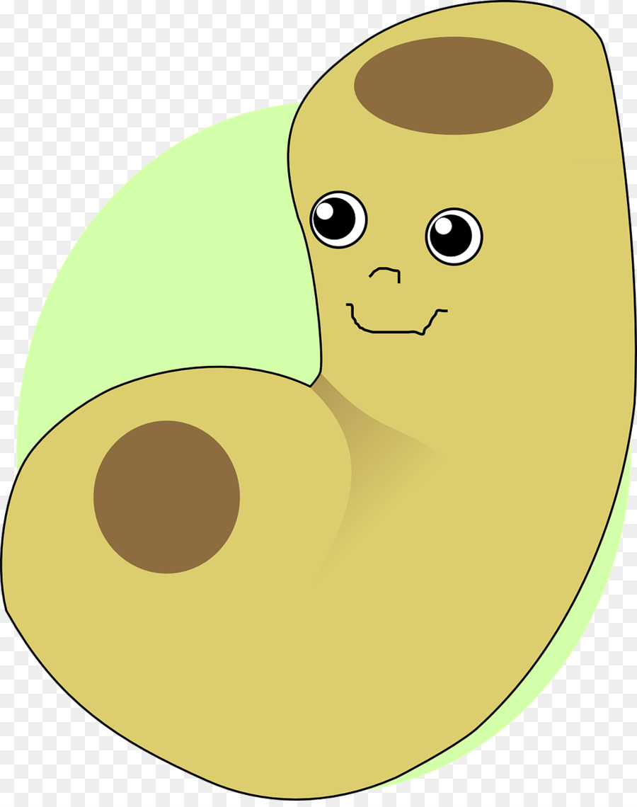 Frijol De Dibujos Animados，Lindo PNG