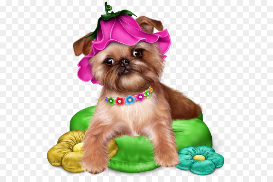 Shih Tzu，Yorkshire Terrier PNG