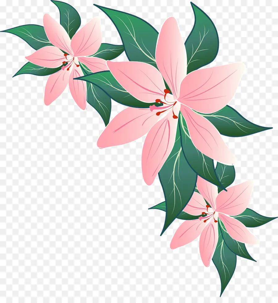 Flor，Lily PNG