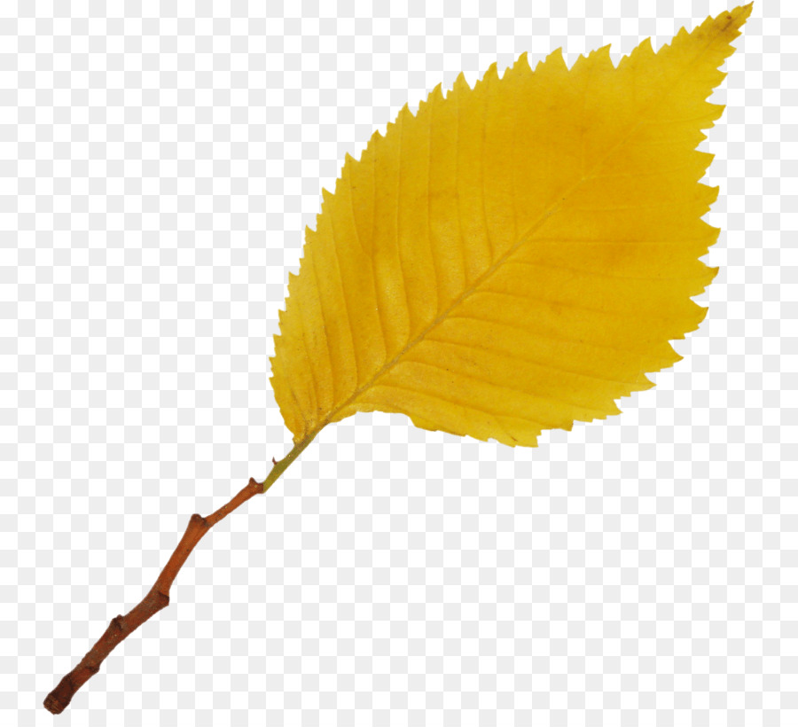 Hoja，Otoño PNG