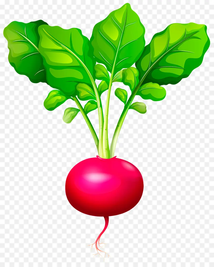 Rábano，Vegetal PNG