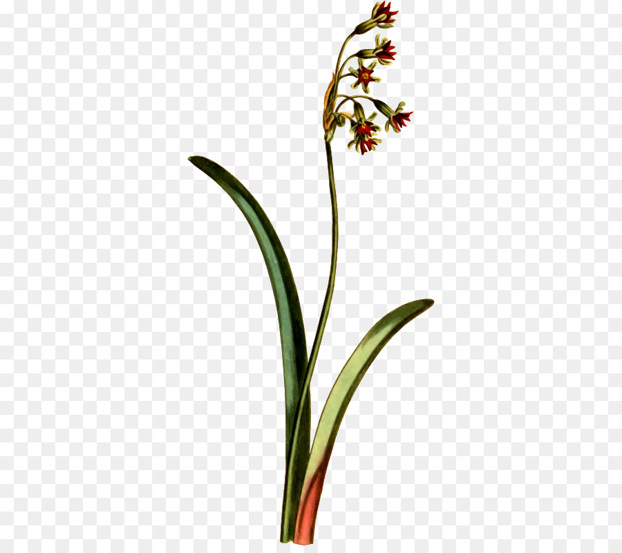 Flor，Planta PNG