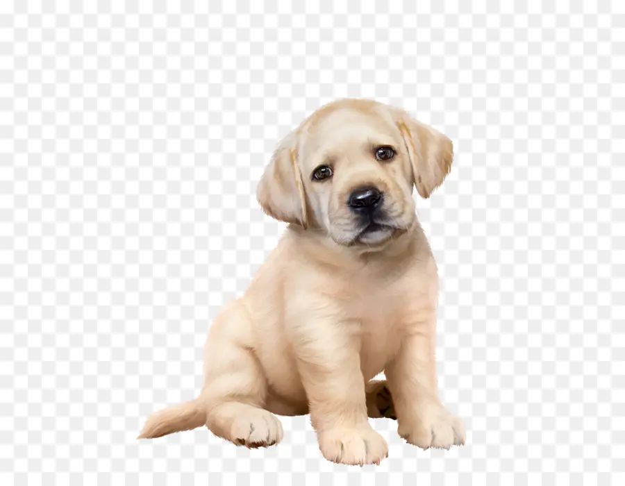 Labrador Retriever，Cachorro PNG