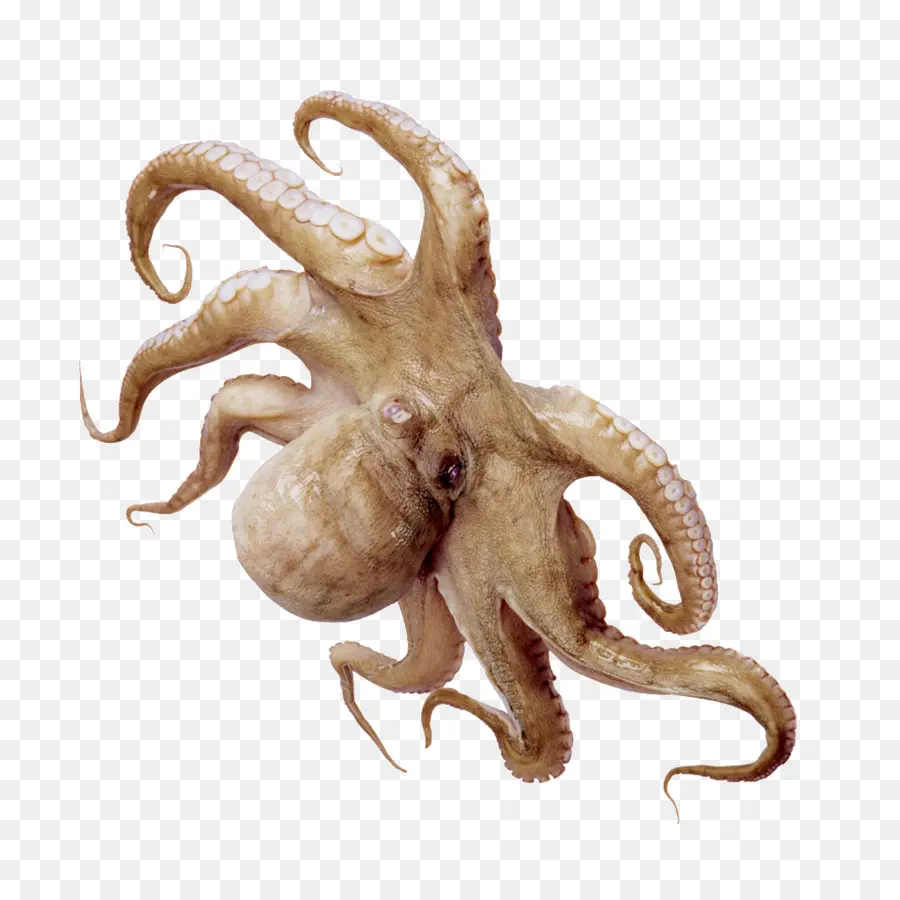 Pulpo，Calamar PNG