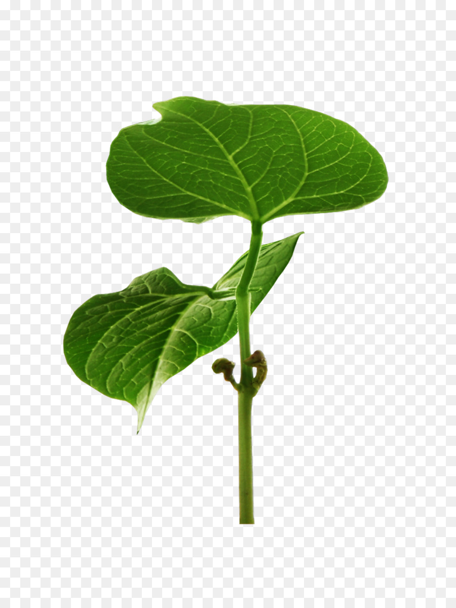 Hoja，Tallo De La Planta PNG