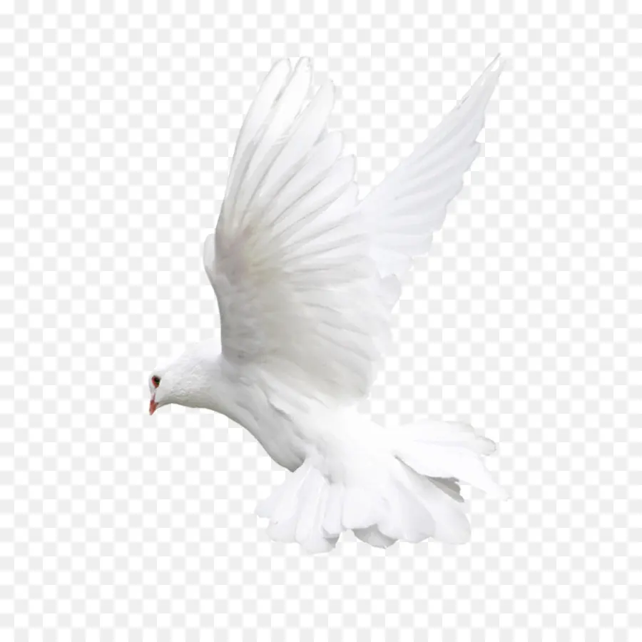 Las Palomas Y Las Palomas，Aves PNG