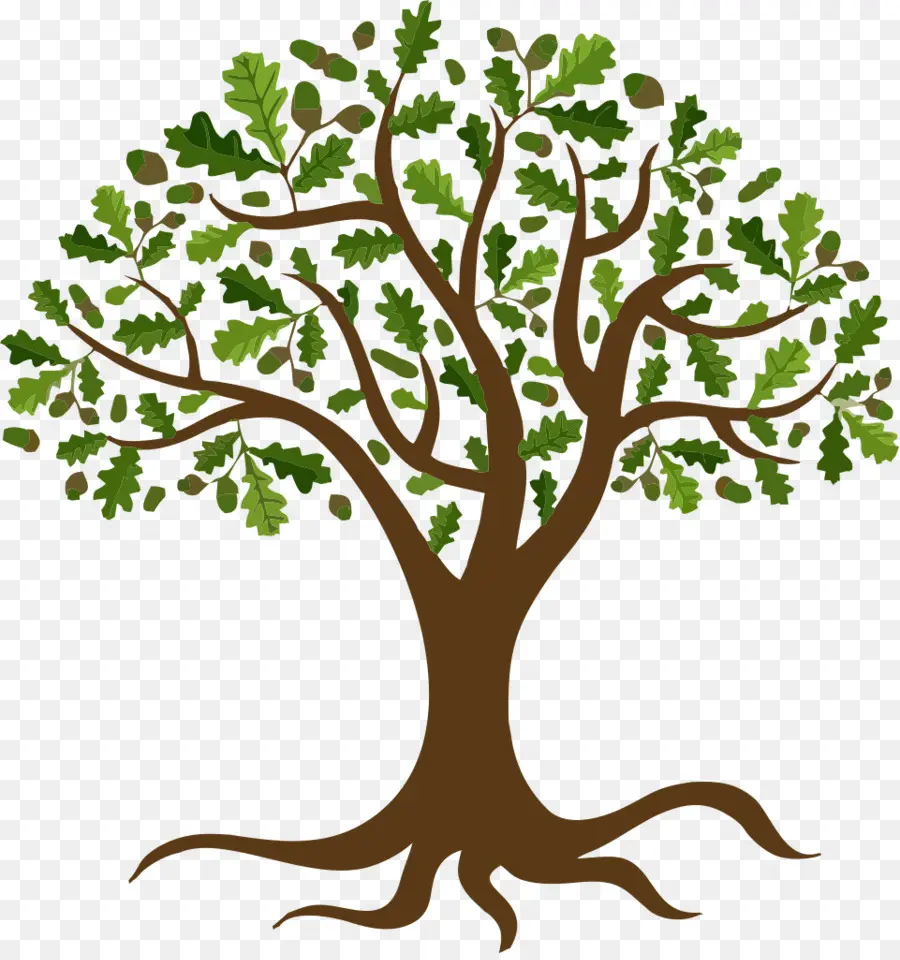 Árbol，Roble PNG