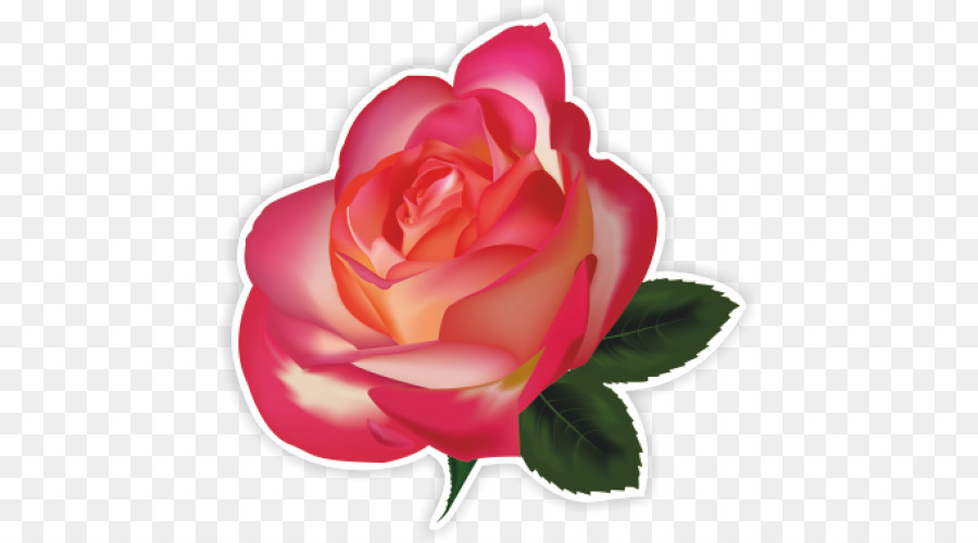 Flor Rosa，Florecer PNG