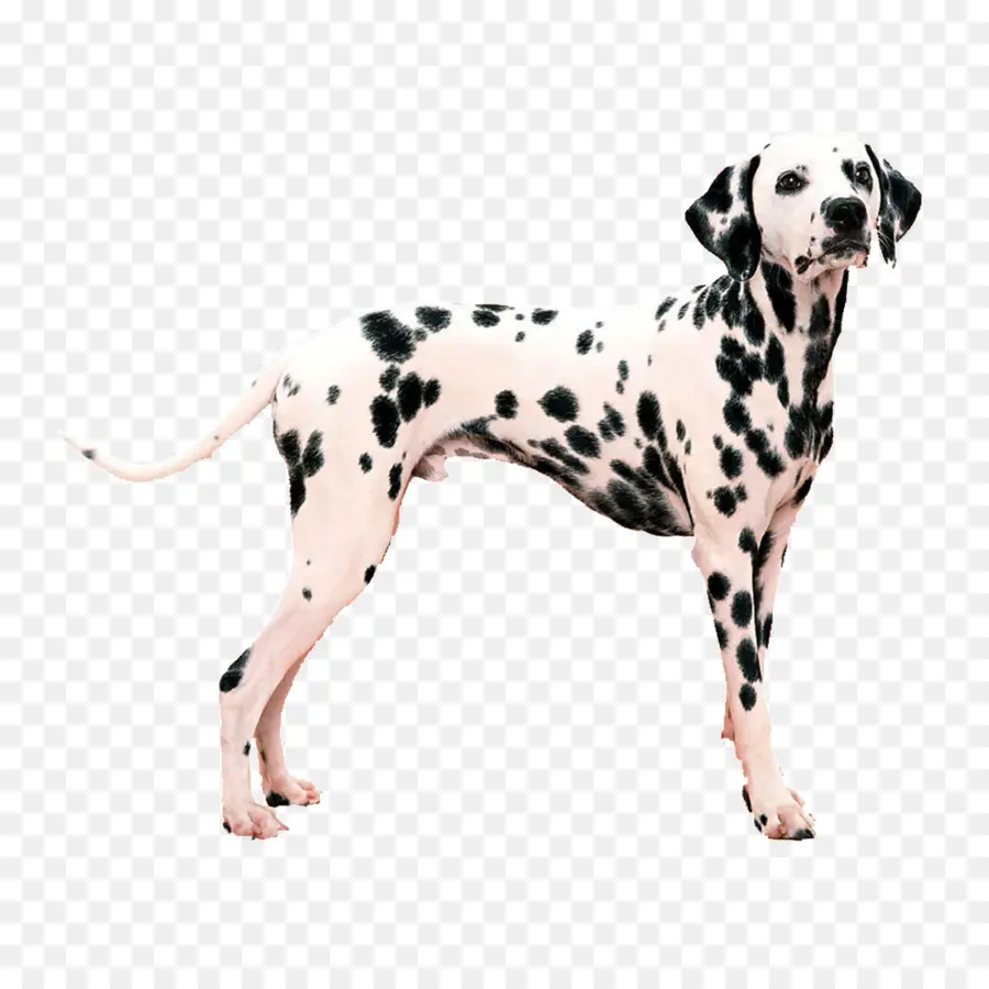 Perro Dálmata，Mascota PNG