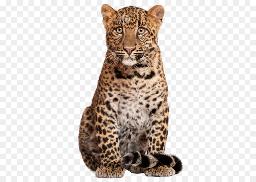 Leopardo，Guepardo PNG