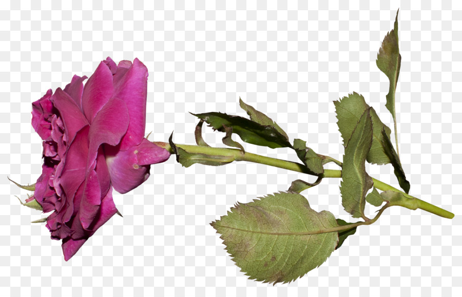 Las Rosas De Jardín，Las Flores Cortadas PNG