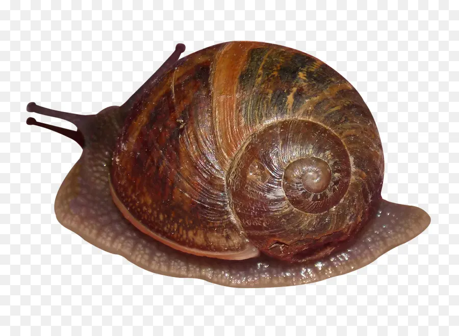 Los Caracoles De Estanque，Caracol PNG