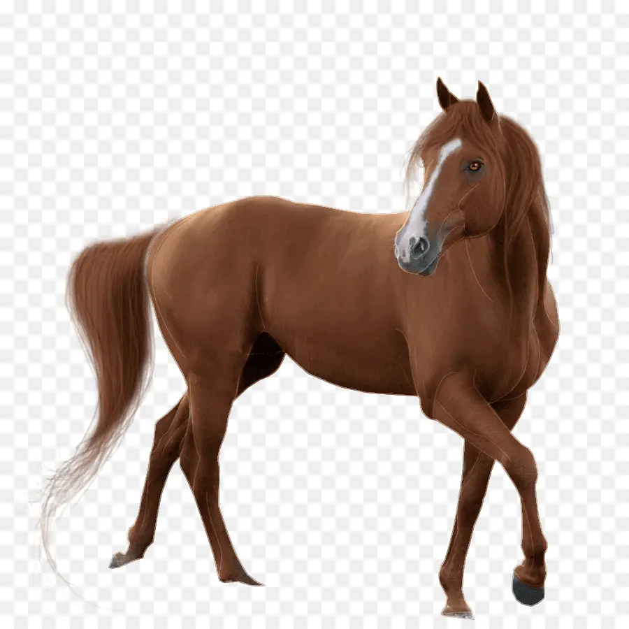 Caballo，Yegua PNG