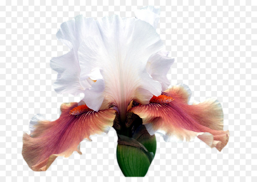 Iris，Ohio PNG