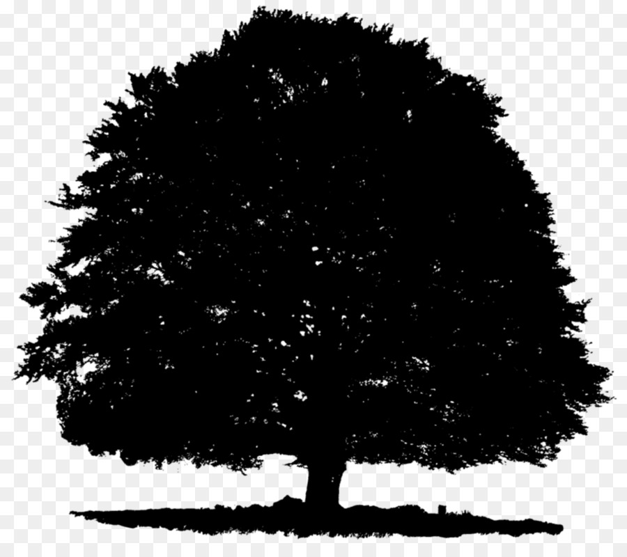 Árbol，Silueta PNG