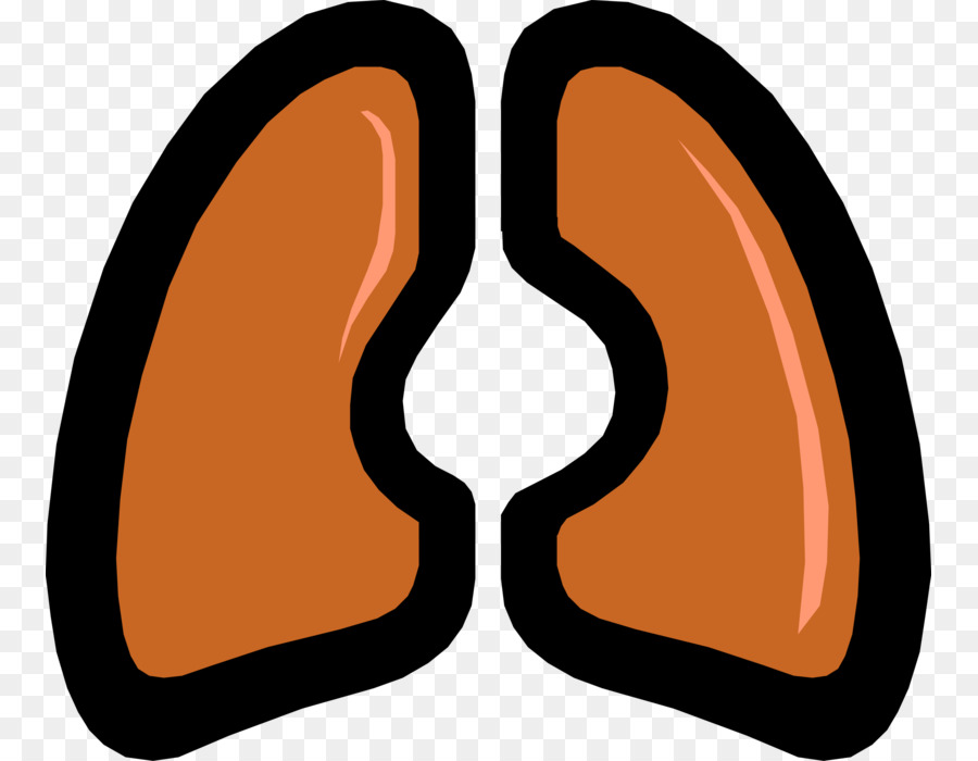 Pulmones，Respiratorio PNG