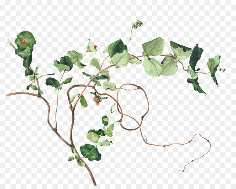 Ilustración Botánica，Dibujo PNG