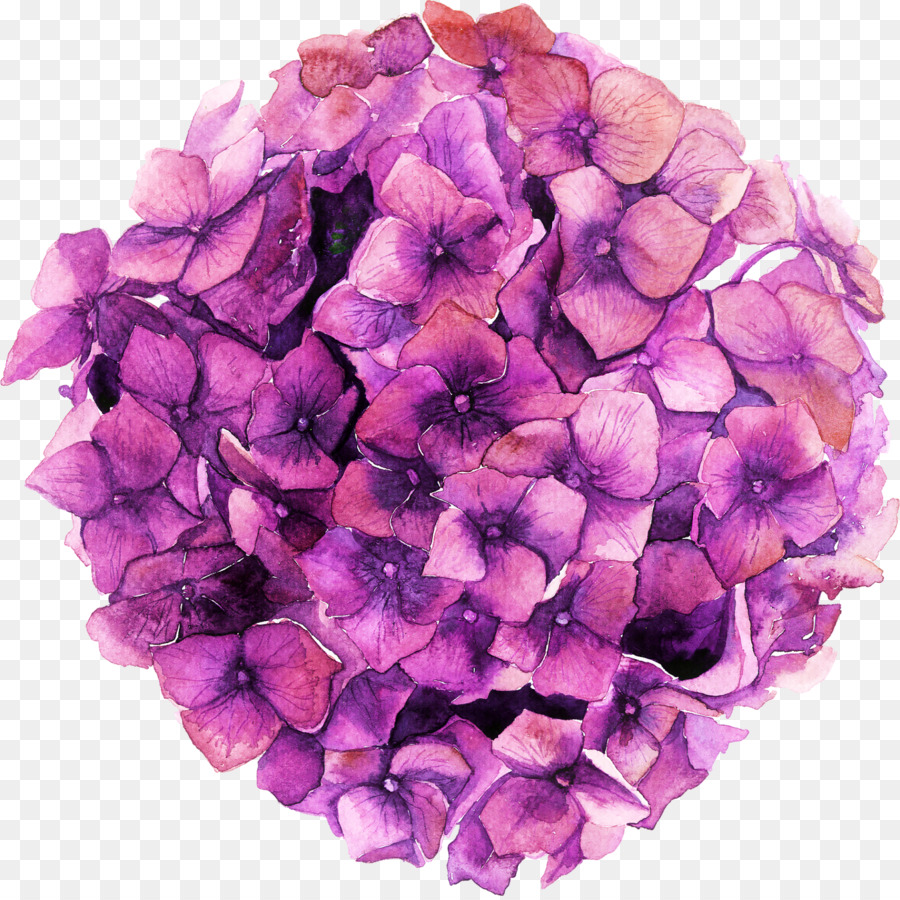 Hortensia，Pintura A La Acuarela PNG