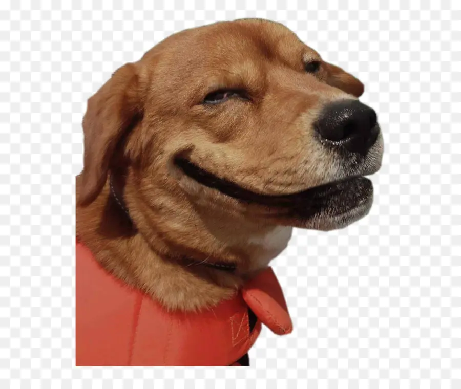 Perro Sonriente，Mascota PNG