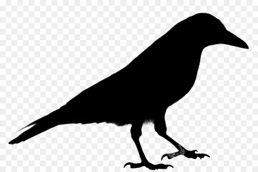 Común Raven，Cuervo PNG