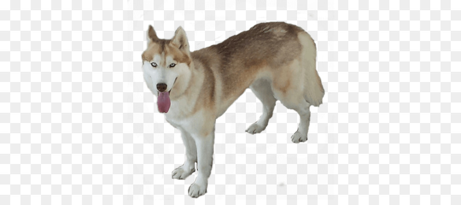 Fornido，Perro PNG