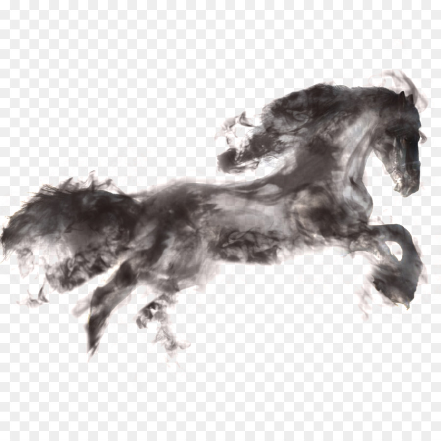 Caballo，Equino PNG