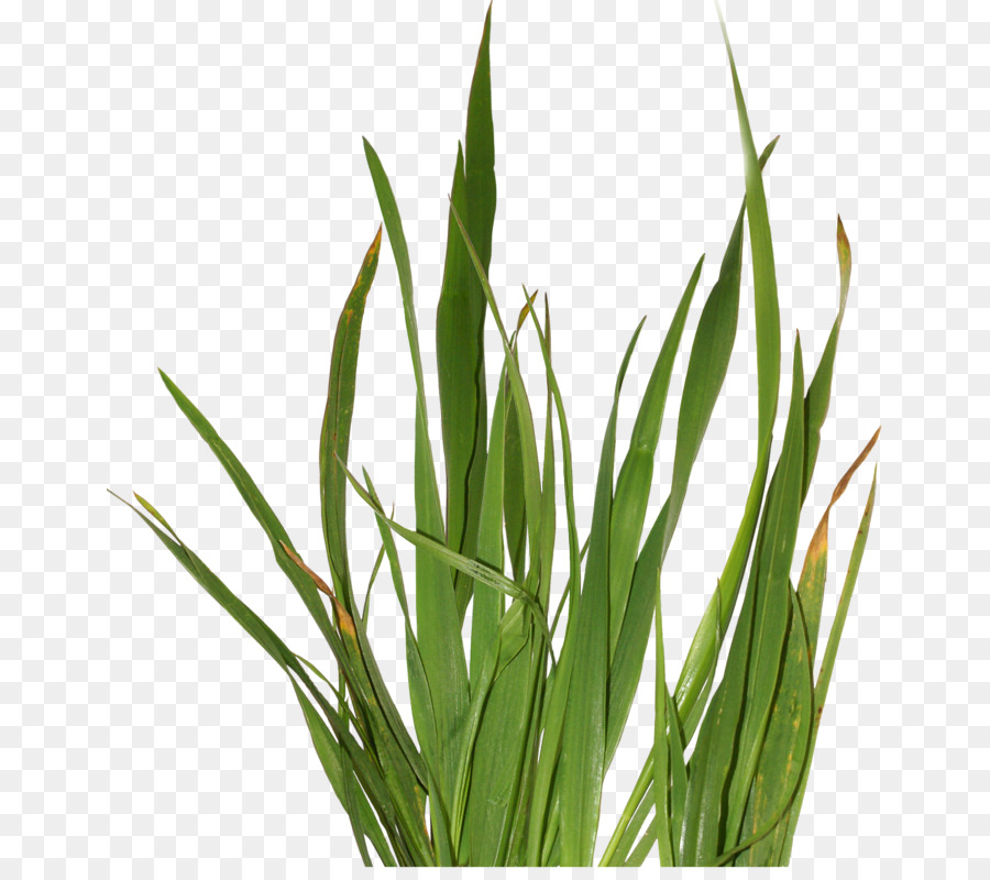 Planta Herbácea，Hierba Dulce PNG