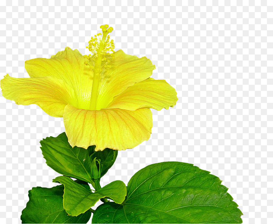 Shoeblackplant，Hibiscus Amarillo PNG