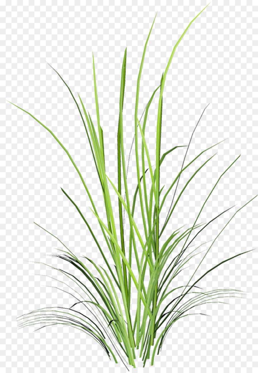 Hierba Dulce，Planta Herbácea PNG