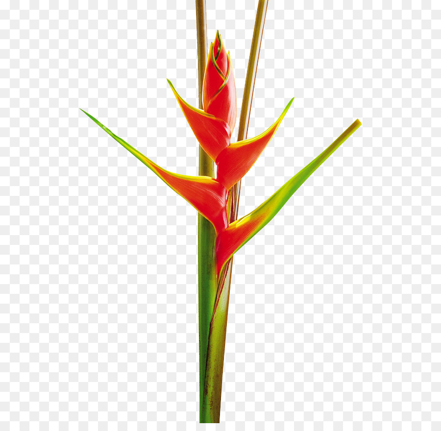 Heliconia Bihai，Heliconia Wagneriana PNG
