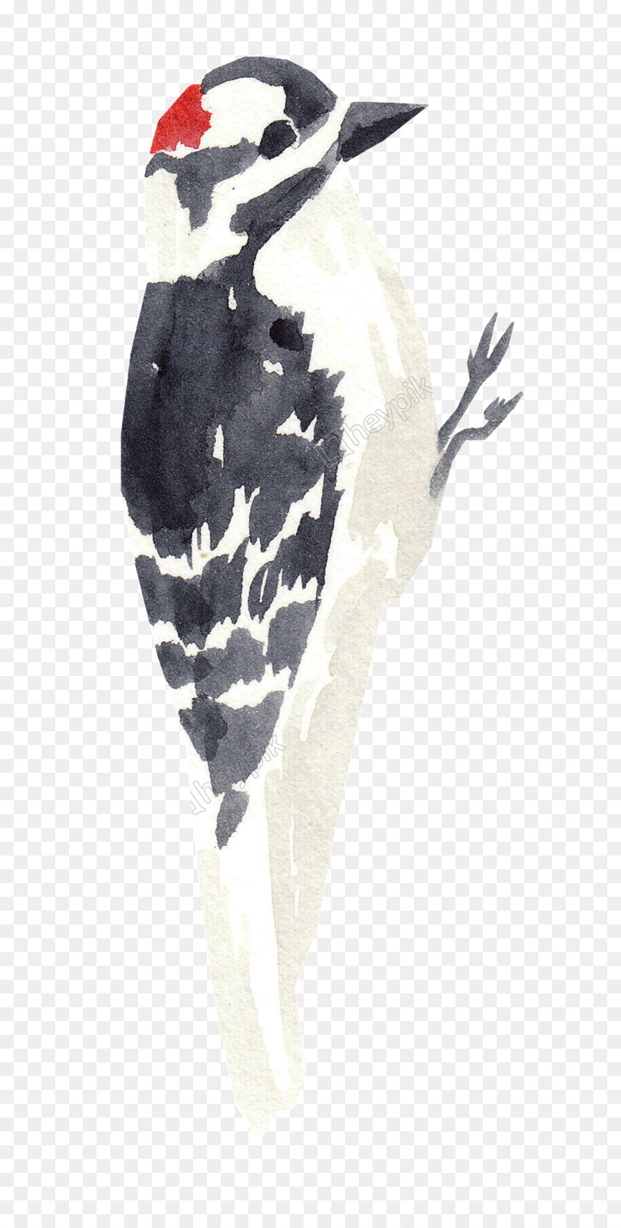 Aves，Woodpecker PNG