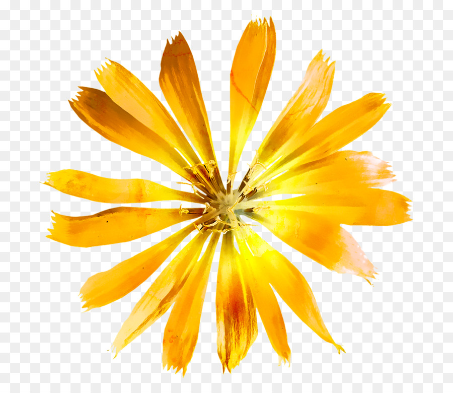 Flor，Amarillo PNG