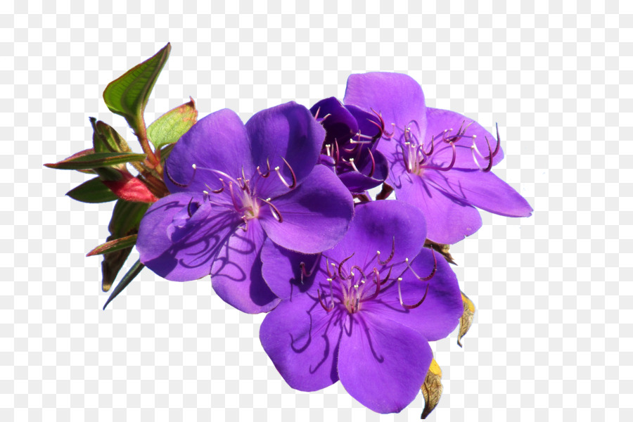 Flores Moradas，Florecer PNG