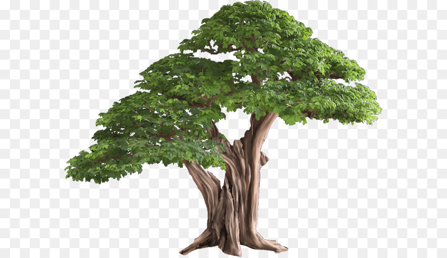 Árbol，Roble PNG