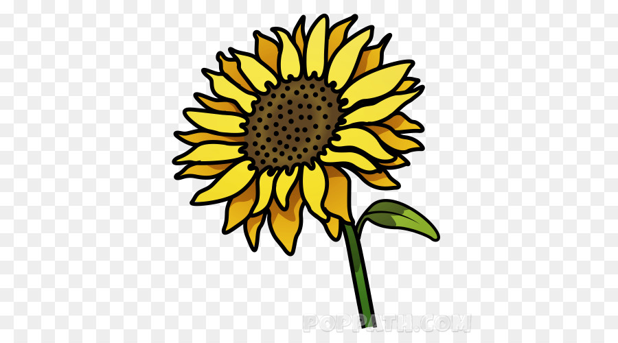 Girasol，Planta PNG