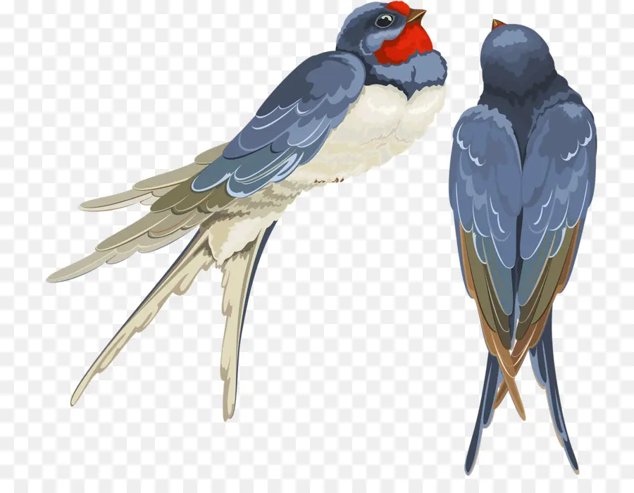 Tragar，Aves PNG