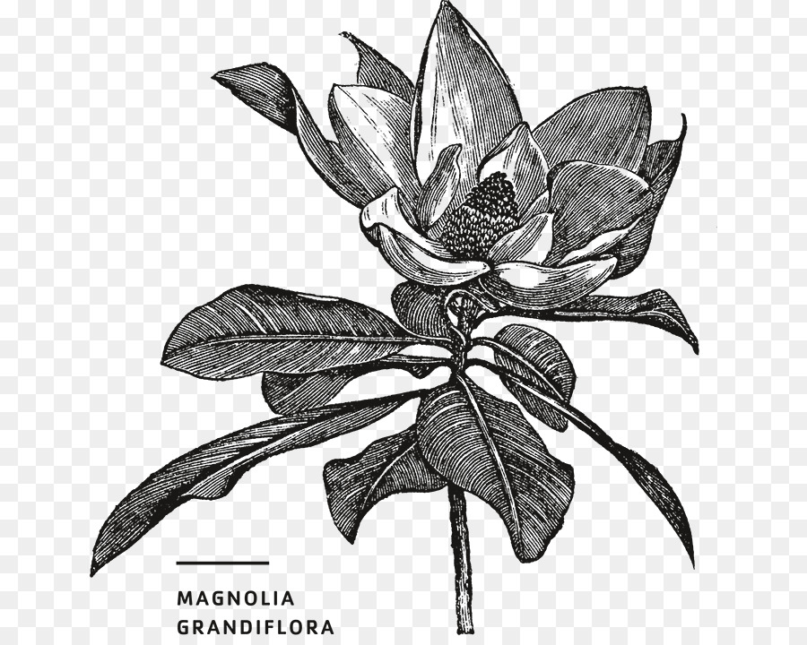 Southern Magnolia，Una Fotografía De Stock PNG