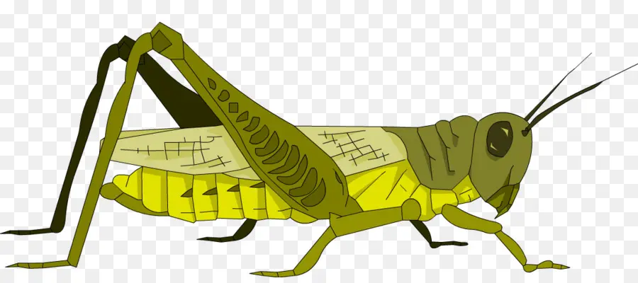 Saltamontes，La Representación PNG