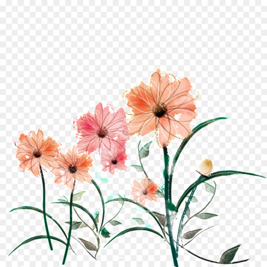 Crisantemo，Flor PNG