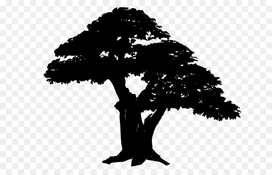 Silueta De Arbol，Planta PNG