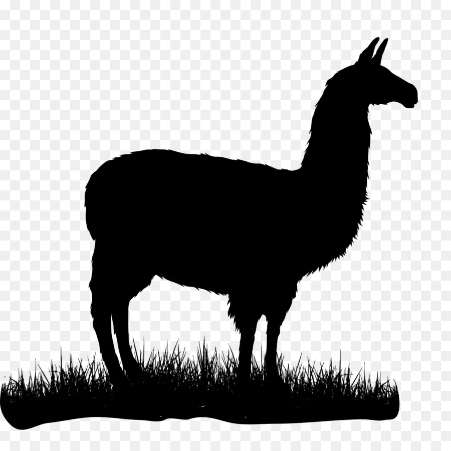 Alpaca，Camiseta PNG