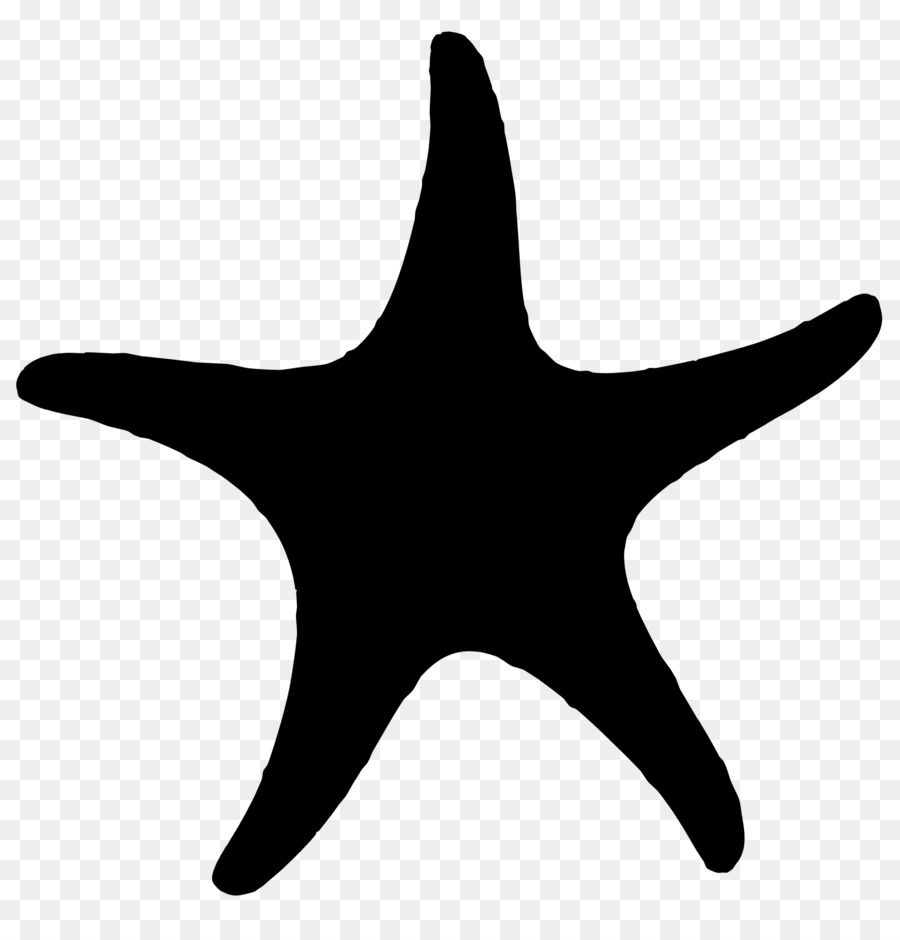 Estrella De Mar，Los Equinodermos PNG