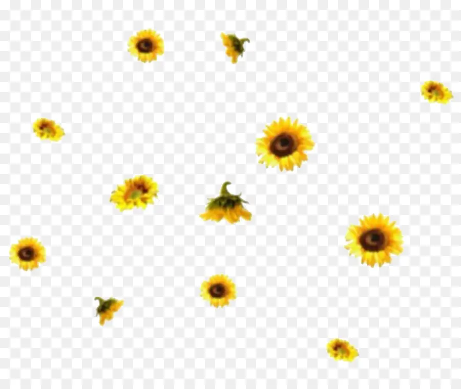 Girasoles，Amarillo PNG