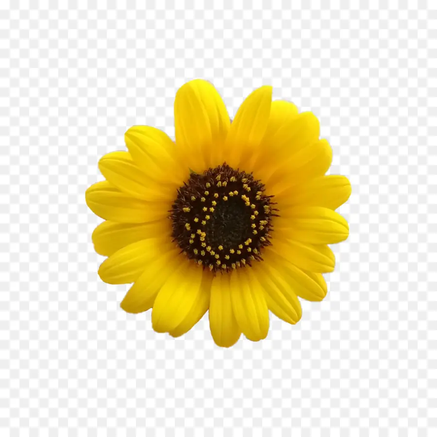 Girasol，Amarillo PNG