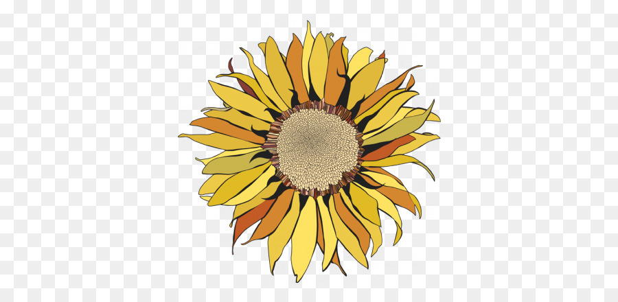 Común De Girasol，La Semilla De Girasol PNG