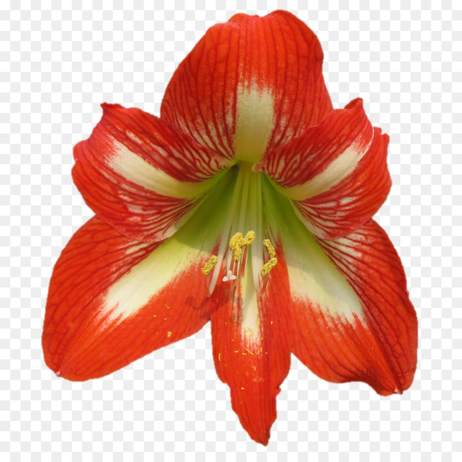 Amarilis，Jersey Lily PNG