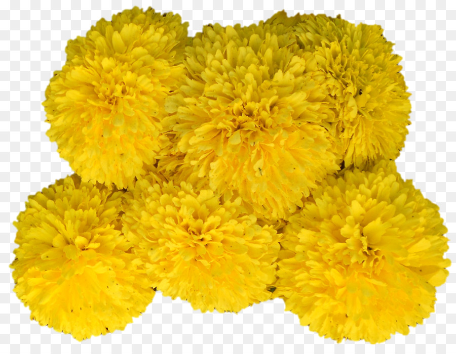 Las Flores Cortadas，Amarillo PNG