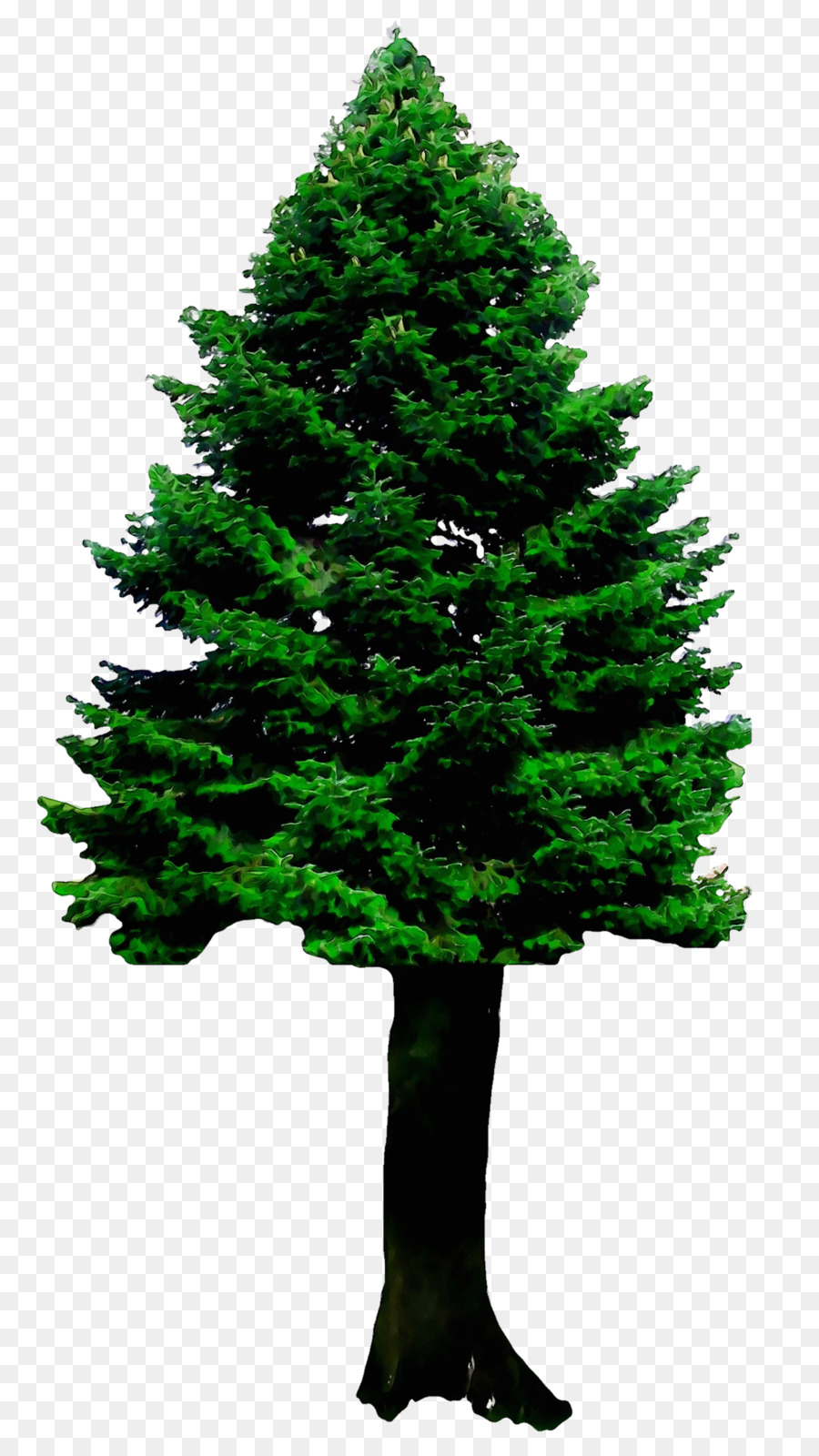 Abeto，árbol De Navidad PNG